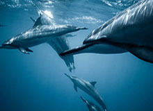 华体会体育-现场画面！特朗普宣称：我们赢了，在第一个小时一切就结束了，但需要“完成最后的工作”